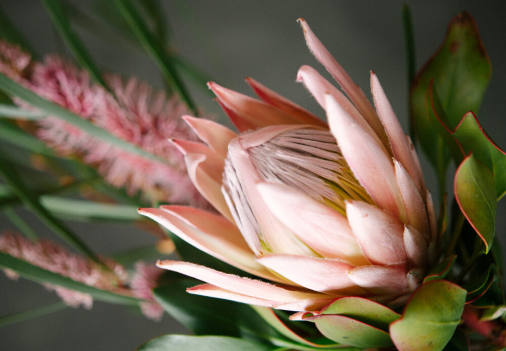 This photograph depicts a pale pink protea flower, close-up.