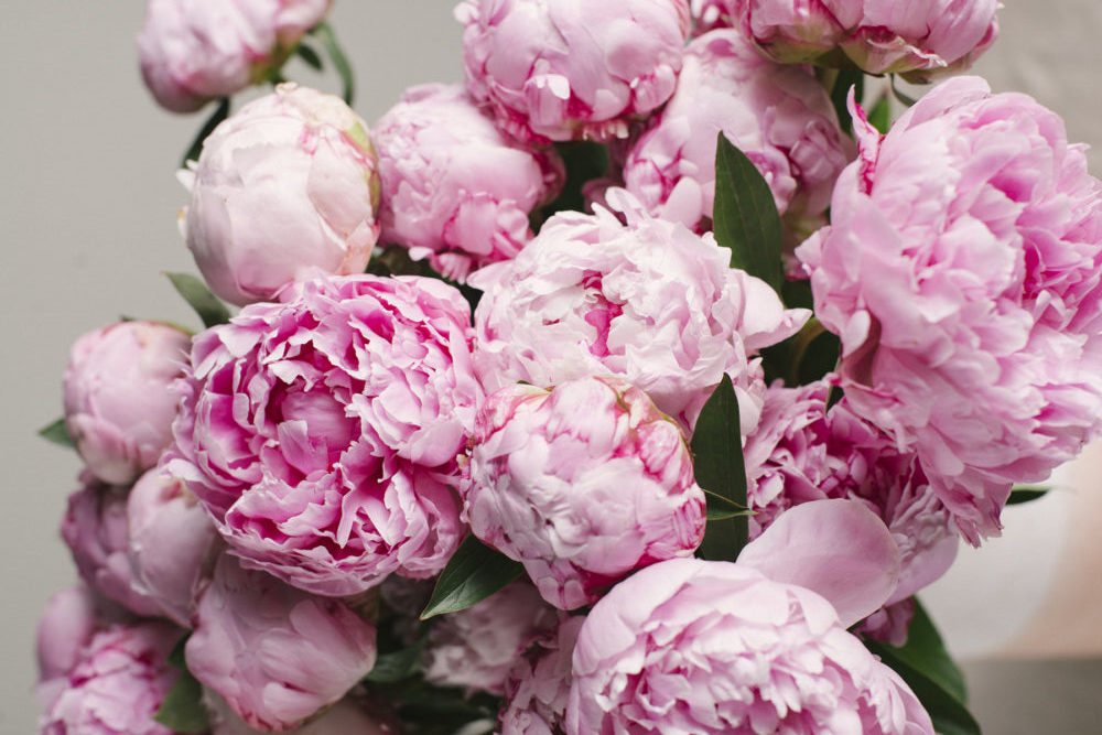 This photograph depicts a close up view of a bunch of pink peonies. The flowers vary in how much they have opened.