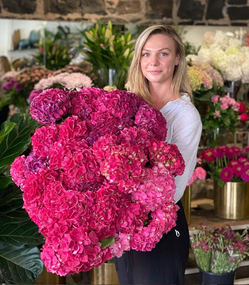hydrangea