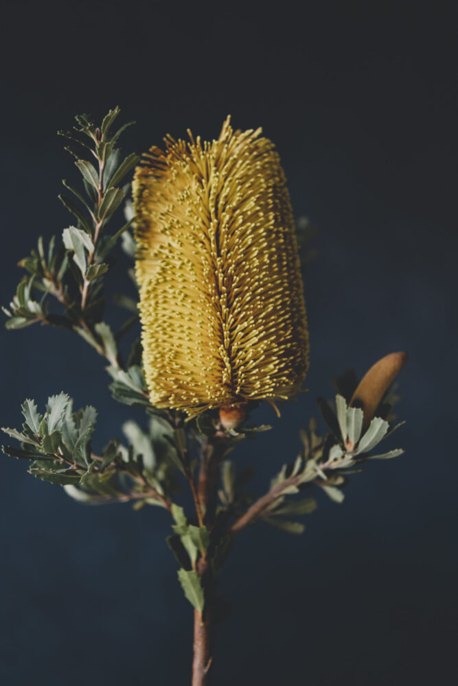 This photograph depicts a yellow banksia flower against a dark blue background.