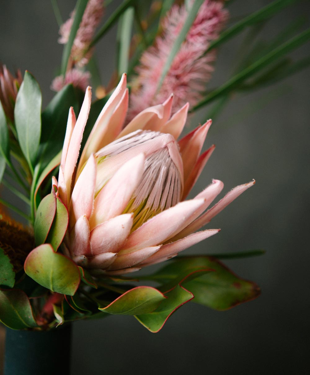 This photograph depicts a close-up view of a pink protea flower against a grey background.