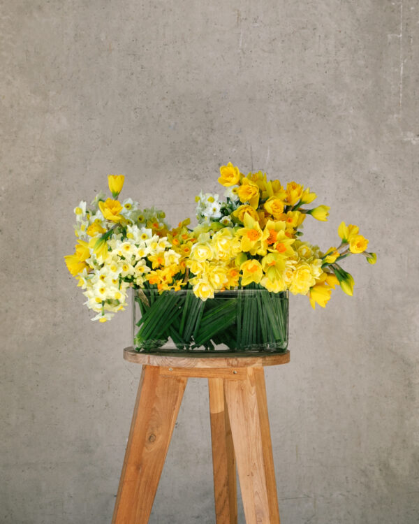 Daffodil Trough - one size Buy, Flowers, Melbourne, Online 