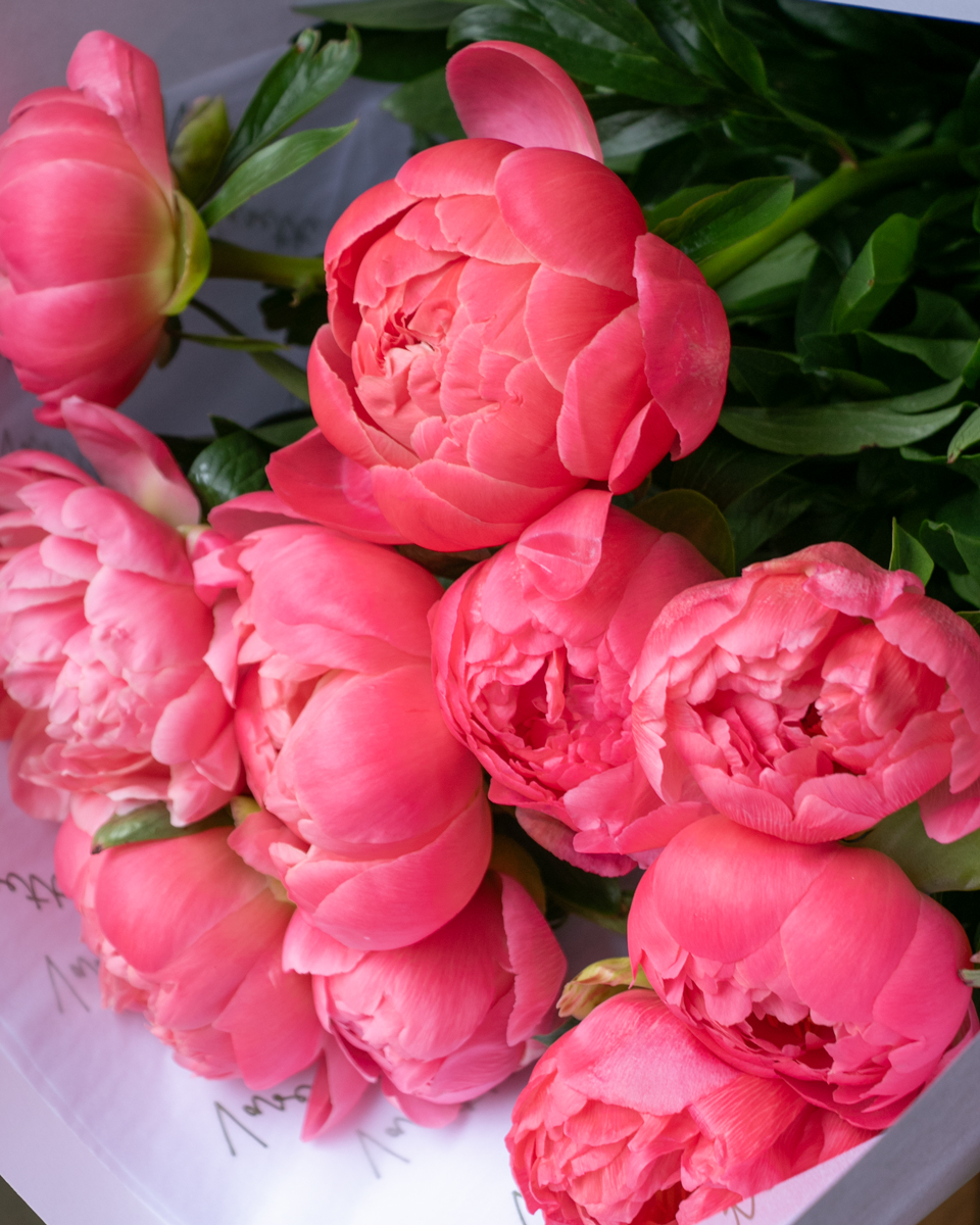 Peonies – Coral Charm | Flowers Vasette