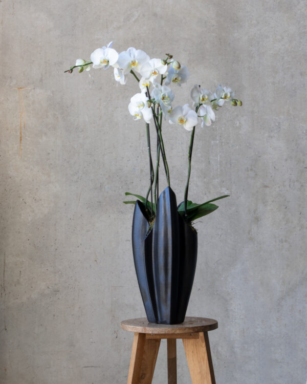 Phalaenopsis Vase  