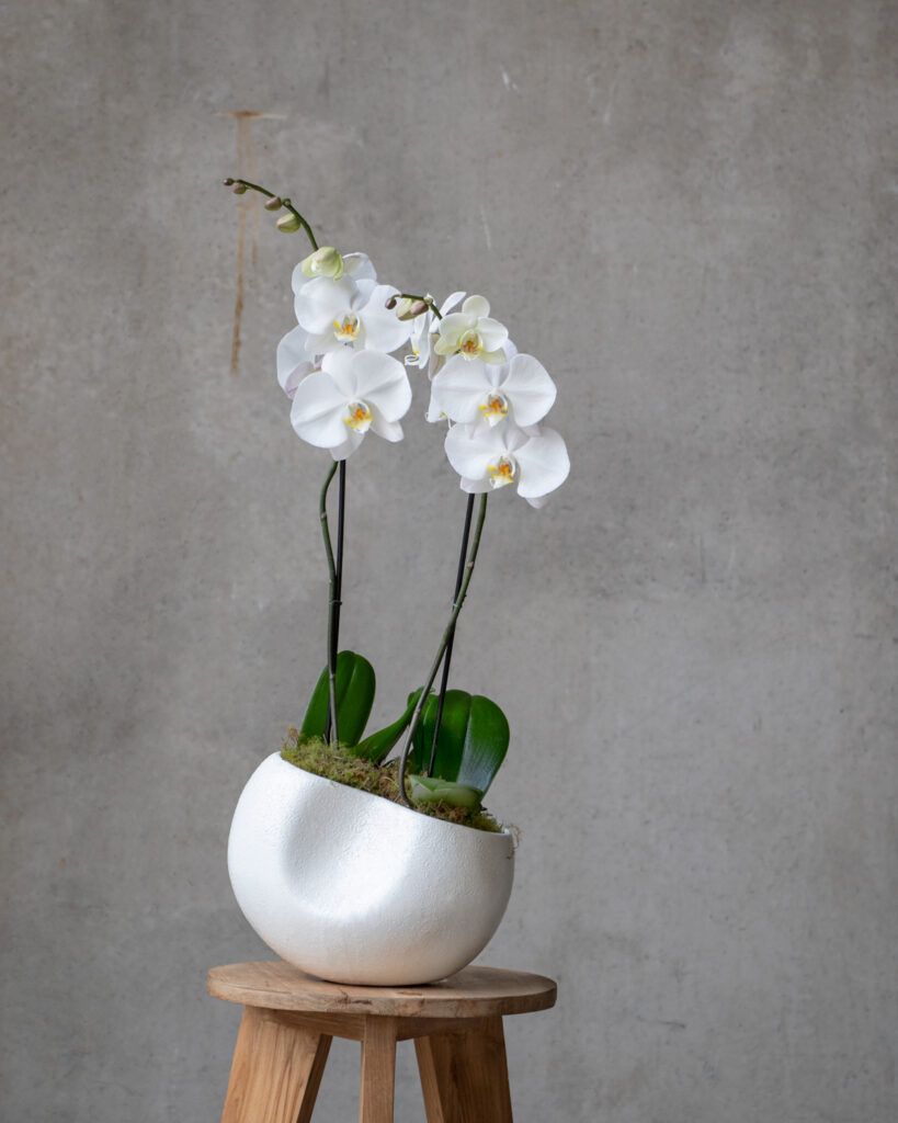 Phalaenopsis Plant – White | Flowers Vasette