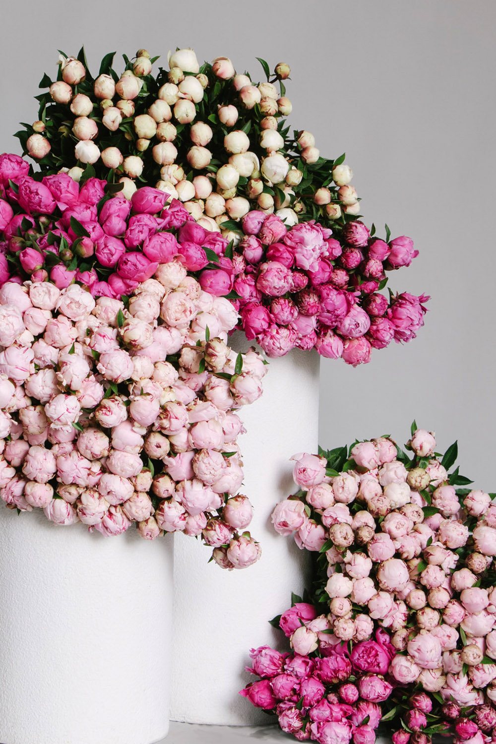 Peonies Delivered Across Melbourne by Flowers Vasette